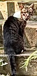 Found/Stray Unknown Cat last seen brethren church rd, Leola, PA 17540