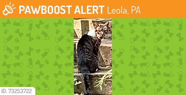 Found/Stray Unknown Cat last seen brethren church rd, Leola, PA 17540