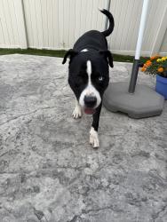 Reunited Male Dog last seen Near E 54th Pl, Denver, CO 80249, USA, Denver, CO 80249