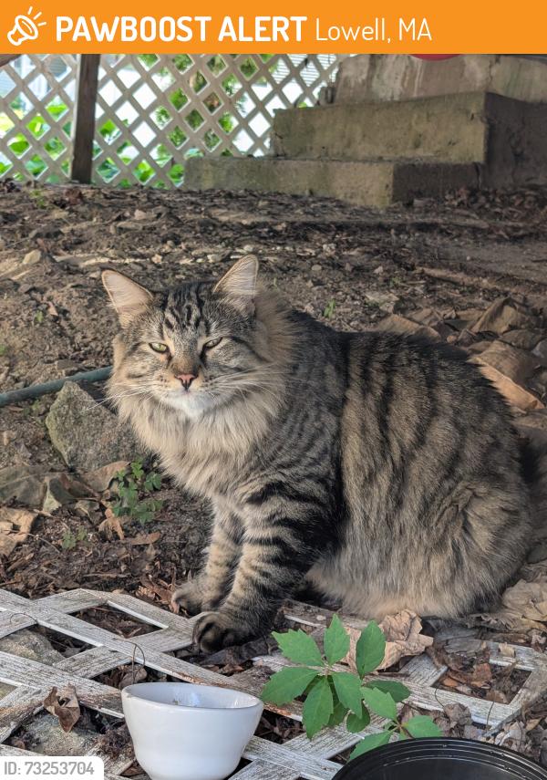 Found/Stray Unknown Cat last seen Gaston Terrace, Lowell, MA 01850