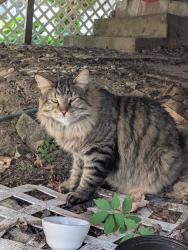 Found/Stray Unknown Cat last seen Gaston Terrace, Lowell, MA 01850