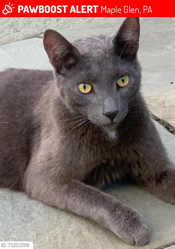 Lost Unknown Cat last seen Unknown, Maple Glen, PA 19002