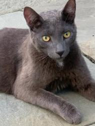 Lost Unknown Cat last seen Unknown, Maple Glen, PA 19002