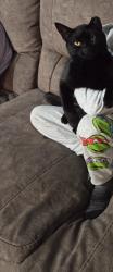Lost Male Cat last seen Near Daniels way blairsville ga 30512, Blairsville, GA 30512