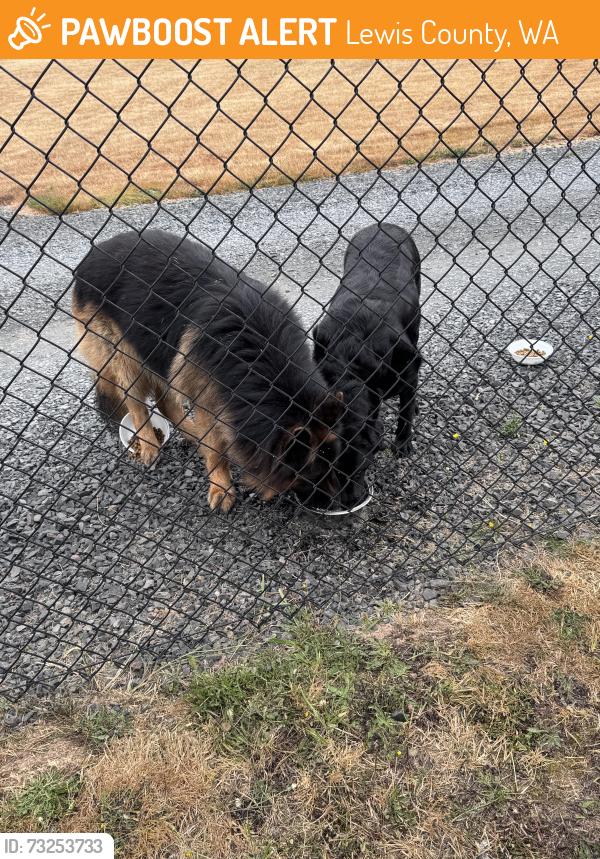 Found/Stray Male Dog last seen Highway 603, Lewis County, WA 98565