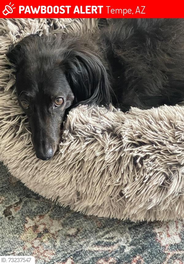 Lost Male Dog last seen University and main, Tempe, AZ 85281