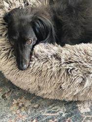Lost Male Dog last seen University and main, Tempe, AZ 85281
