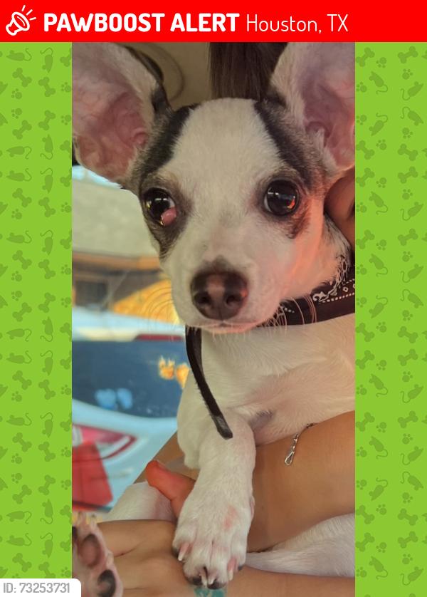 Lost Male Dog last seen Near Gaston st. Houston Texas, Houston, TX 77093