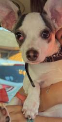 Lost Male Dog last seen Near Gaston st. Houston Texas, Houston, TX 77093