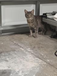 Found/Stray Male Cat last seen Sawgrass Bay, Clermont, FL 34711