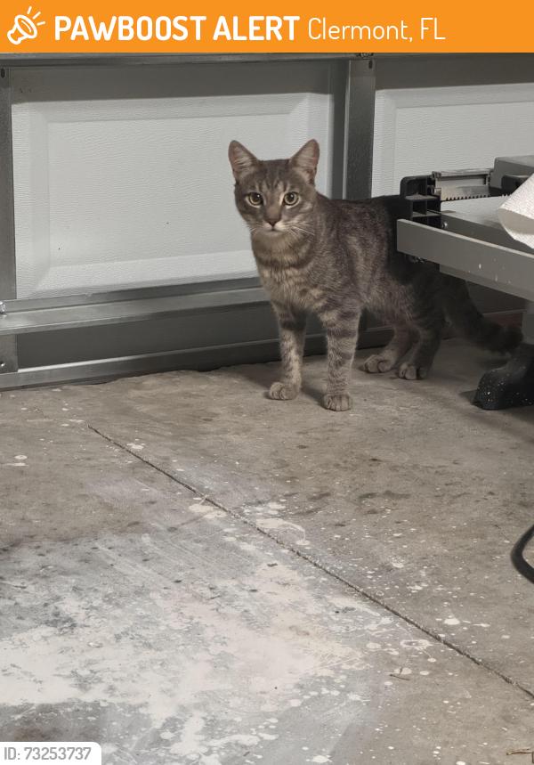 Found/Stray Male Cat last seen Sawgrass Bay, Clermont, FL 34711