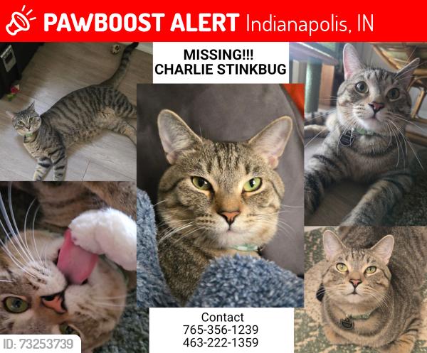 Lost Male Cat last seen Challenge Lane, Avery Point apmts, Indianapolis, IN 46250
