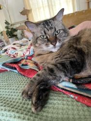 Reunited Male Cat last seen Bryce and Eldridge, Crestline area, Fort Worth, TX 76107