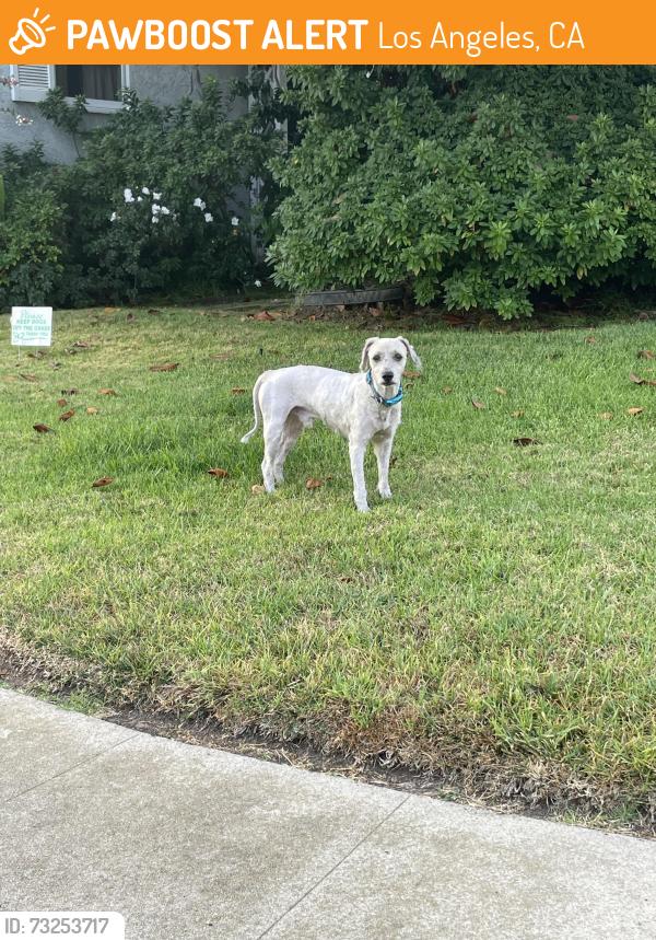 Found/Stray Male Dog last seen 83rd and Truxton, Los Angeles, CA 90045