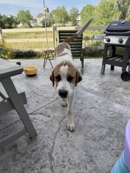 Reunited Male Dog last seen Near E 54th Pl, Denver, CO 80249, USA, Denver, CO 80249