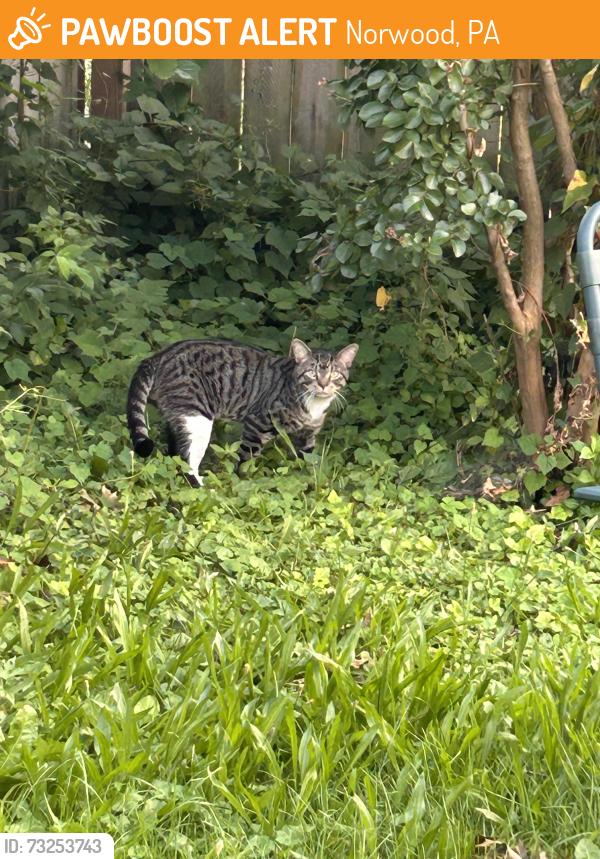 Found/Stray Male Cat last seen Martin lane and tasker ave, Norwood, PA 19074