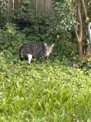 Found/Stray Male Cat last seen Martin lane and tasker ave, Norwood, PA 19074