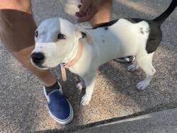 Reunited Female Dog last seen Eldridge, Fort Worth, TX 76107