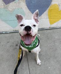 Shelter Stray Male Dog last seen CHARLOTTE, 8315 Byrum Dr, Charlotte, NC 28217, USA