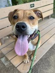 Shelter Stray Female Dog last seen CHARLOTTE, 8315 Byrum Dr, Charlotte, NC 28217, USA
