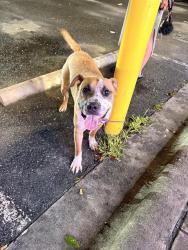 Shelter Stray Male Dog last seen CHARLOTTE, 8315 Byrum Dr, Charlotte, NC 28217, USA