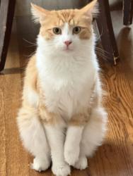 Reunited Male Cat last seen Butler and Richland/Brookhaven, Los Angeles, CA 90064