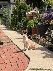 Lost Male Cat last seen E fornance st, green valley rd, Dekalb st, Norristown, PA 19401
