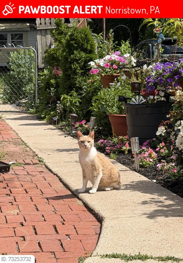 Lost Male Cat last seen E fornance st, green valley rd, Dekalb st, Norristown, PA 19401