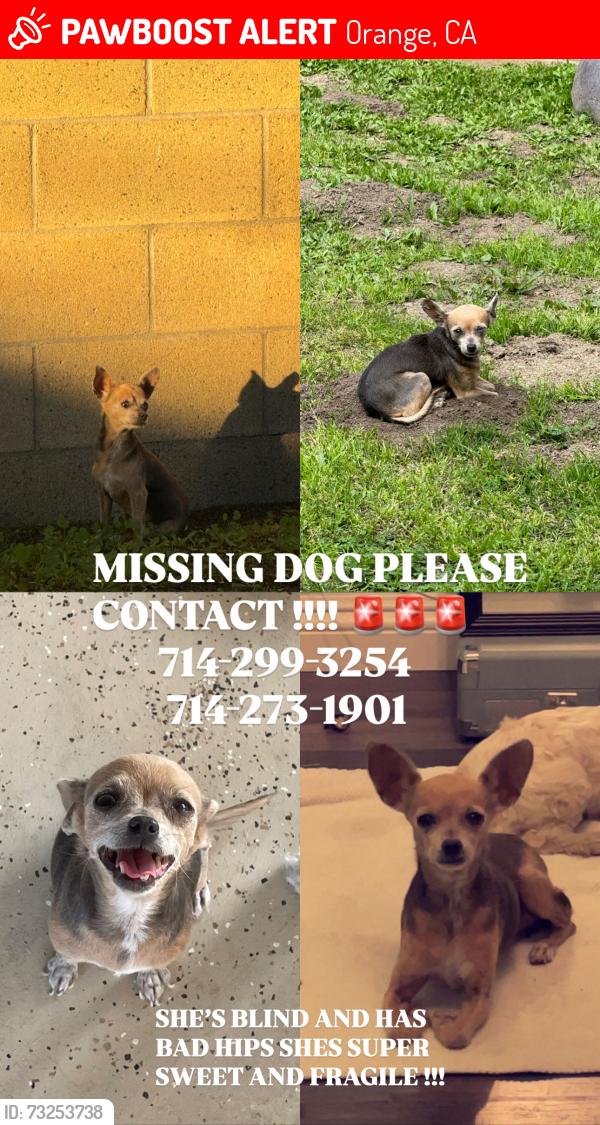 Lost Female Dog last seen N Santa lucia St, E Riverview Ave, Orange, CA 92865