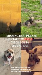 Lost Female Dog last seen N Santa lucia St, E Riverview Ave, Orange, CA 92865