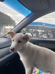 Found/Stray Male Dog last seen Hercules Point, drinking water left out on someone’s porch, San Antonio, TX 78252