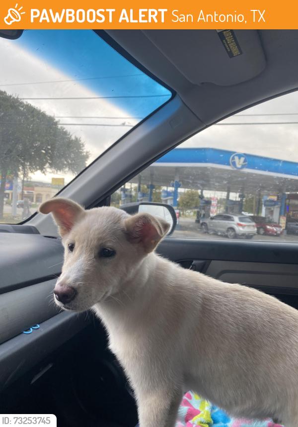 Found/Stray Male Dog last seen Hercules Point, drinking water left out on someone’s porch, San Antonio, TX 78252