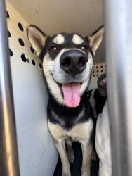 Shelter Stray Male Dog last seen CHESTER AV / W COLUMBUS ST, BAKERSFIELD CA, 201 S Mt Vernon Ave, Bakersfield, CA 93307, USA