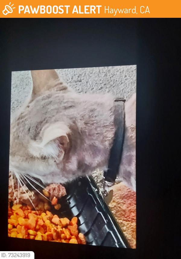 Found/Stray Unknown Cat last seen Near west winton ave/hesperian, Hayward, CA 94545