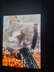 Found/Stray Unknown Cat last seen Near west winton ave/hesperian, Hayward, CA 94545