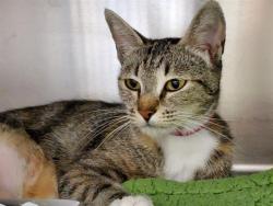 Shelter Stray Female Cat last seen , 957 N Gaffey St, San Pedro, CA 90731, USA