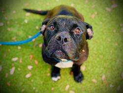 Shelter Stray Female Dog last seen , 2769 Conroy Rd, Orlando, FL 32839, USA