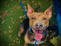 Shelter Stray Male Dog last seen , 2769 Conroy Rd, Orlando, FL 32839, USA