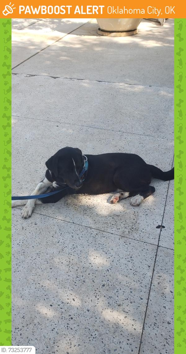 Found/Stray Male Dog last seen Dave's Hot Chicken in Bricktown, Oklahoma City, OK 73104