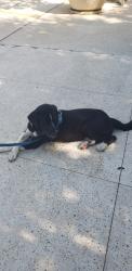 Found/Stray Male Dog last seen Dave's Hot Chicken in Bricktown, Oklahoma City, OK 73104