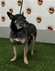 Shelter Stray Male Dog last seen PROSPECT RD / WILLIAMS CEMETARY RD, 19640 Dogpatch Ln, Land O' Lakes, FL 34638, USA
