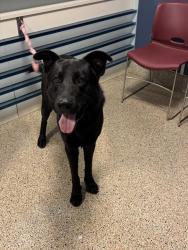 Shelter Stray Male Dog last seen Near BLOCK NW 11 AVE, 3599 NW 79th Ave, Doral, FL 33122, USA