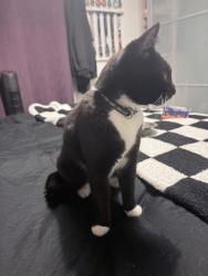 Reunited Female Cat last seen Aylesbury, Buckinghamshire, England HP19 7SD