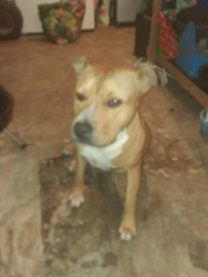 Lost Male Dog last seen Logan Central QLD, Australia, Logan Central, QLD 4114