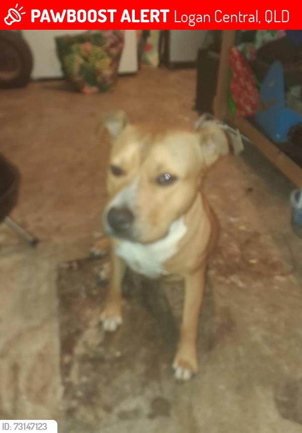 Lost Male Dog last seen Logan Central QLD, Australia, Logan Central, QLD 4114