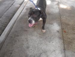 Shelter Stray Male Dog last seen Near BLOCK NW 17 ST, 3599 NW 79th Ave, Doral, FL 33122, USA