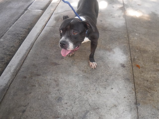 Shelter Stray Male Dog last seen Near BLOCK NW 17 ST, 3599 NW 79th Ave, Doral, FL 33122, USA