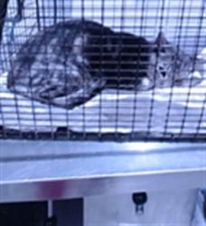 Shelter Stray Male Cat last seen POWELL ST, 1419 Bryant St, San Francisco, CA 94103, USA