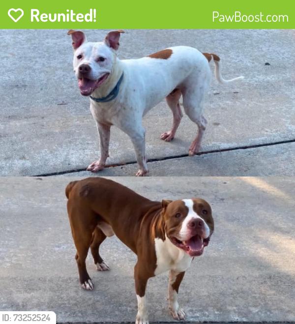 Reunited Male Dog last seen Mary Ann Dr, Friendswood, TX 77546, USA, Friendswood, TX 77546