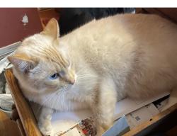 Reunited Male Cat last seen No longer looking, Lancaster, OH 43130